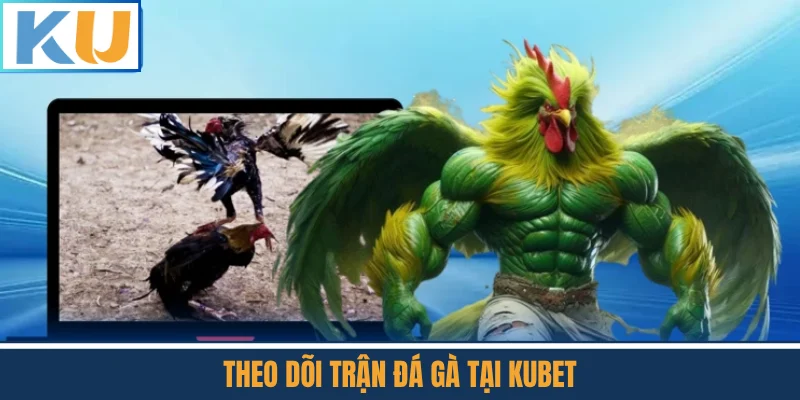 Theo Dõi Trận Đá Gà Tại Kubet
